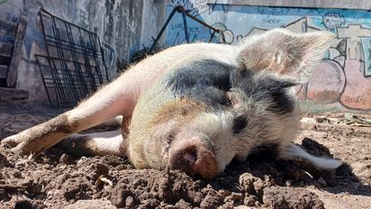 El chancho de San Vicente adoptado por una familia que ahora 