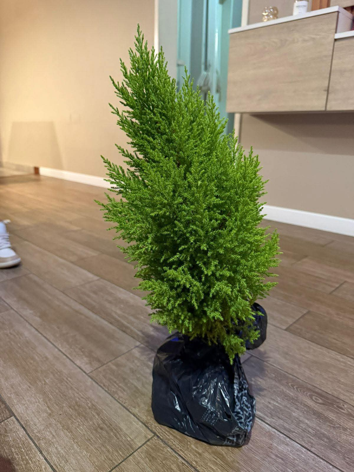 El pino robado en Lomas de Zamora.