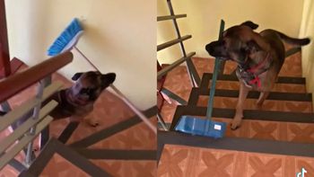 Video: un perro se volvió viral por ayudar con las limpiezas del hogar