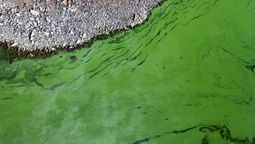 alerta naranja por cianobacterias en el conurbano