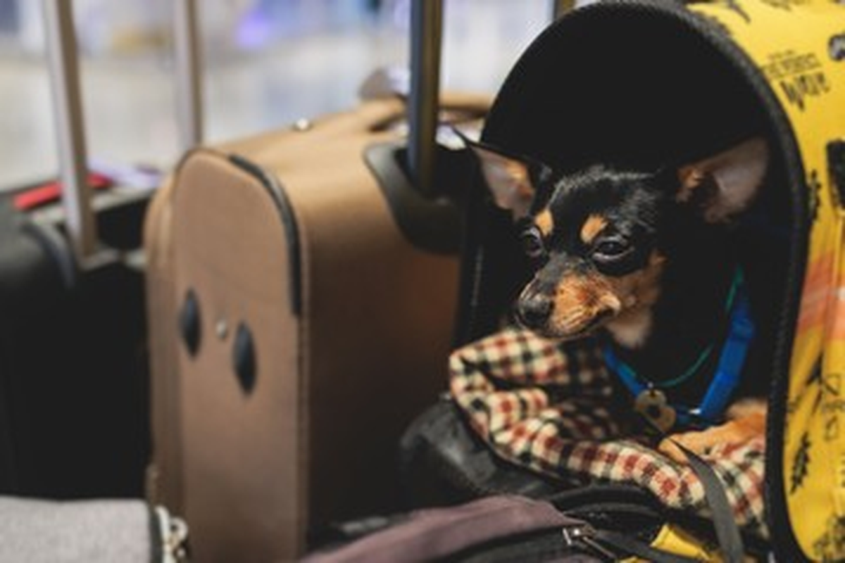 Los animales viajarán resguardados.