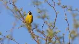 liberan cardenales amarillos en provincia: la especie esta en peligro de extincion