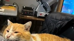 un gato herido aparecio en una cafeteria de lomas y ahora buscan una familia que lo adopte