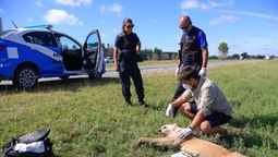 atropellaron a un puma en la ruta 11