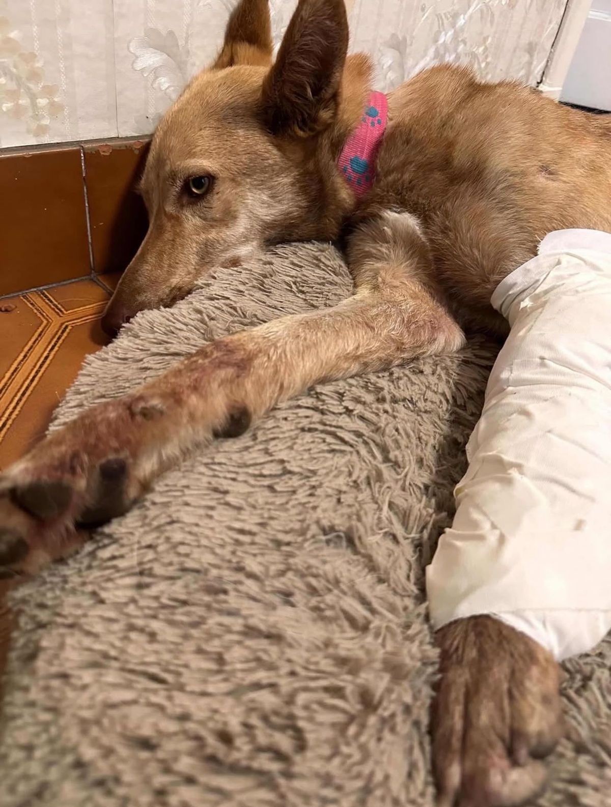 Miel fue atropellada en Ruta 5 y rescatada por una pareja de Lomas de Zamora, que ahora impulsa una campaña para su recuperación.