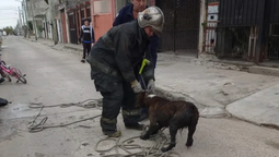 Un perro cayó a un arroyo en Lomas y fue rescatado por los Bomberos