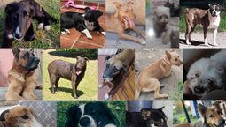 gran cantidad de mascotas perdidas en san vicente y korn tras la nochebuena