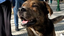 dolor en monte grande por tigre, un perro comunitario atropellado por un colectivo