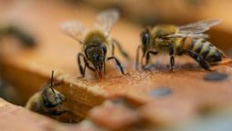 invasion de mosquitos en la region y ahora tambien de abejas: lo explica un especialista