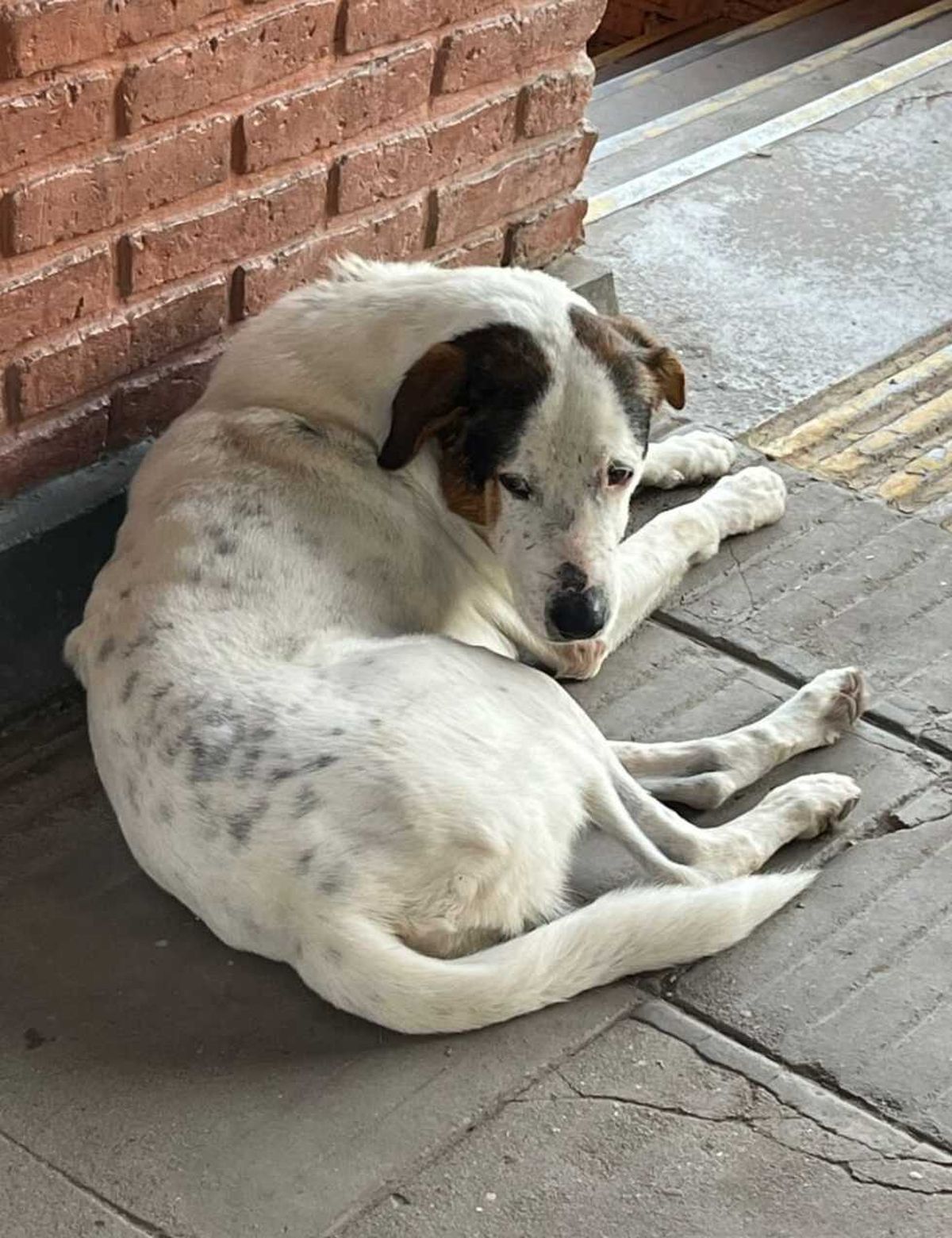 Algunos de los perros son abandonados en la estación de El Jagüel. 