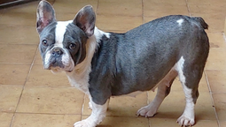 viral: creyo que habia comprado un bulldog frances pero se llevo una sorpresa