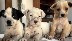 la dificil situacion de patitas glew por deudas con veterinarias: tenemos que pagar mas de 2 millones