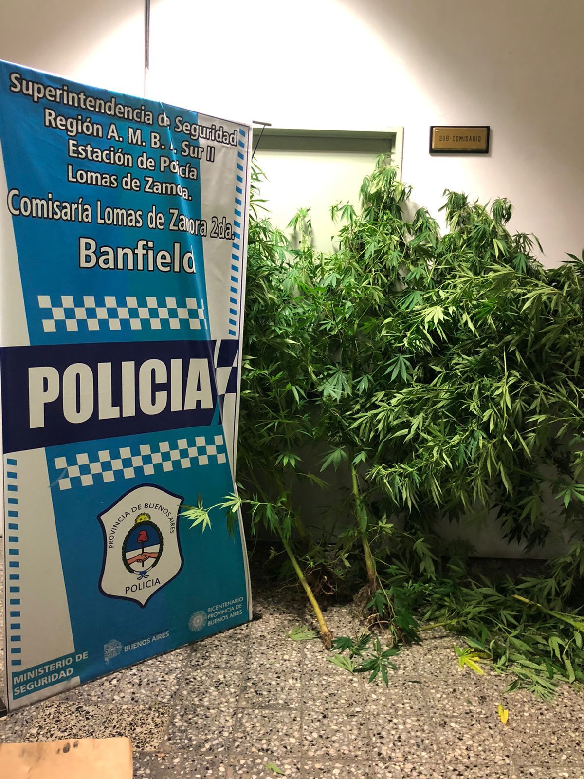 Vecino de Banfield detenido con 15 plantas de marihuana