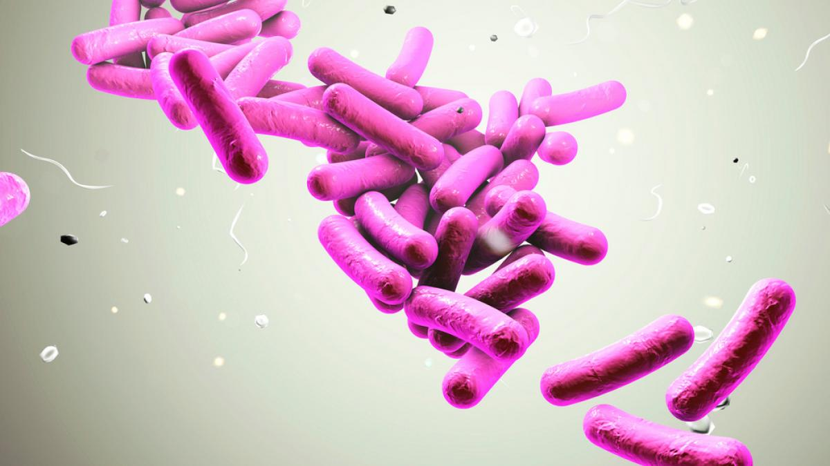 La bacteria de la Fiebre Tifoidea.