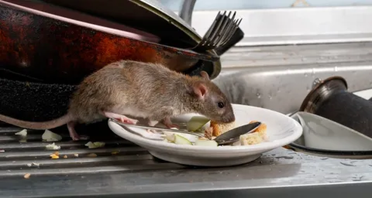 Evitar la suciedad ayuda a la presencia de roedores en los domicilios. 