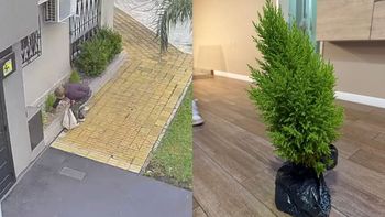 Lomas de Zamora: robó un pino de una casa, quedó filmada y lo devolvió a las pocas horas