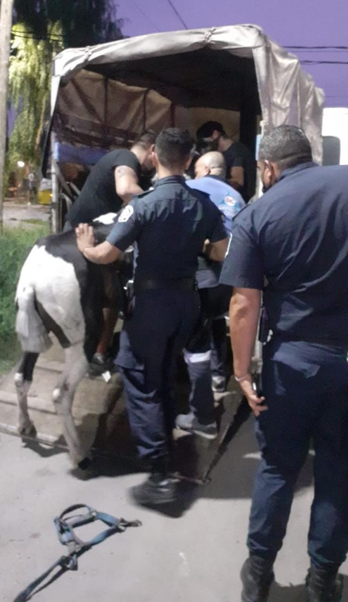 La Policía ayuda a trasladar a la yegua que se descompensó en Lomas de Zamora.