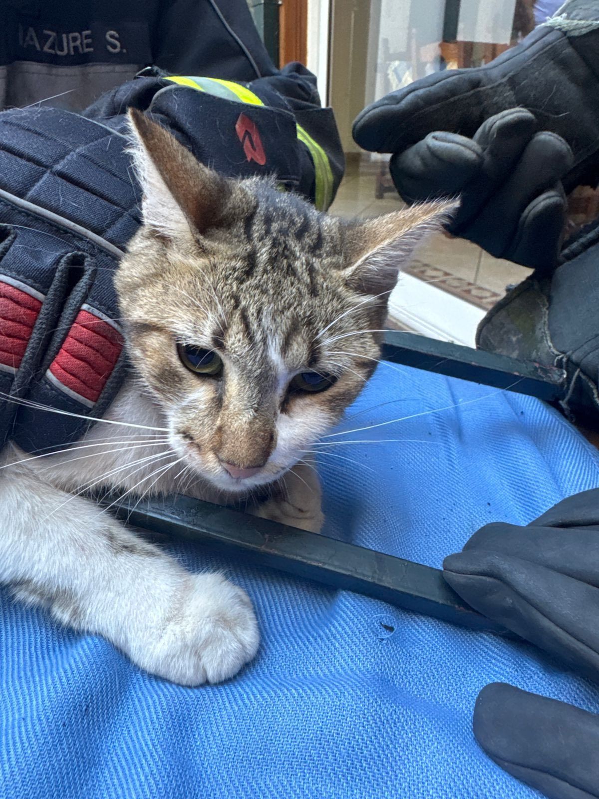 Para liberar al animal, los Bomberos Voluntarios de Lomas de Zamora debieron cortar parte de la reja de la vivienda.