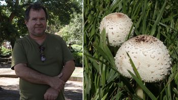 Crecieron hongos en parques y jardines de Zona Sur: la explicación de un experto