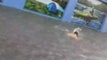 Un vecino de Lanús nadó en la inundación y lo grabaron