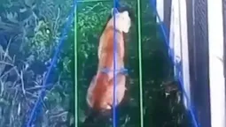 buscan a un puma suelto en un barrio privado de hudson