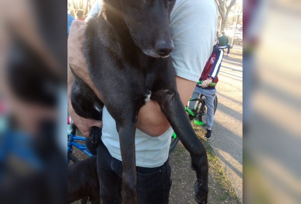 El perro terminó con sus patas delanteras quebras tras haber sido arrojado de dos metros de altura en el velódromo de Lanús.