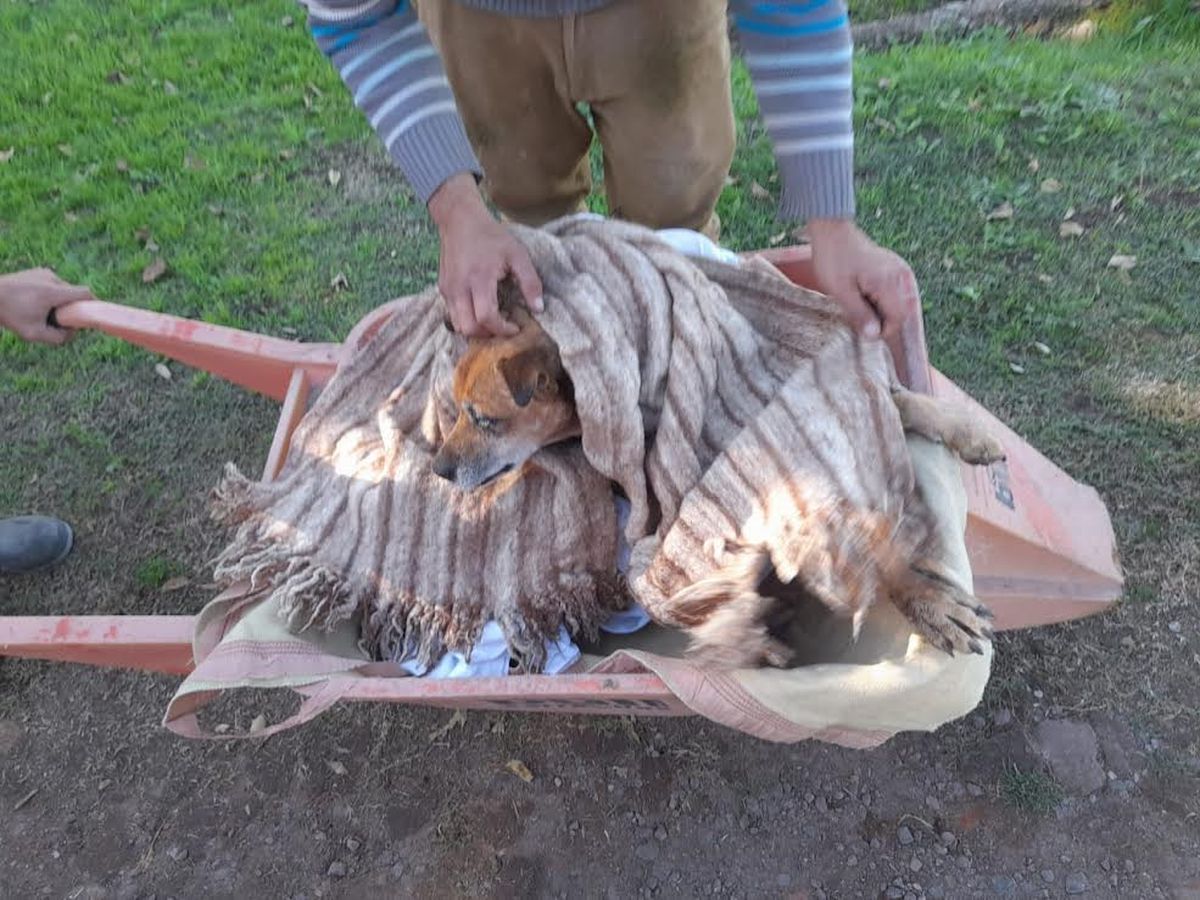 Bomberito se encuentra internado en El Campito Refugio, ubicado en Esteban Echeverr&iacute;a.