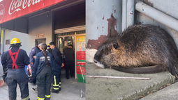 curiosa aparicion de una nutria en pleno monte grande: la rescataron los bomberos