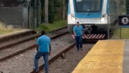 un gesto que conmovio en el tren roca: frenaron la marcha para evitar atropellar a un perro