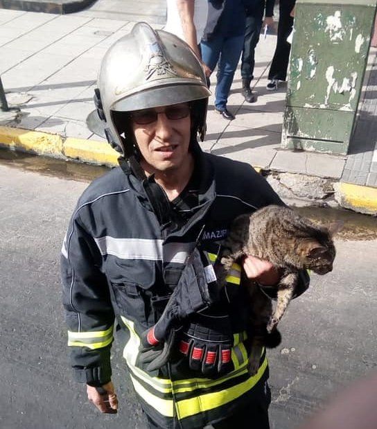 Gato rescatado durante el incendio en Banfield.