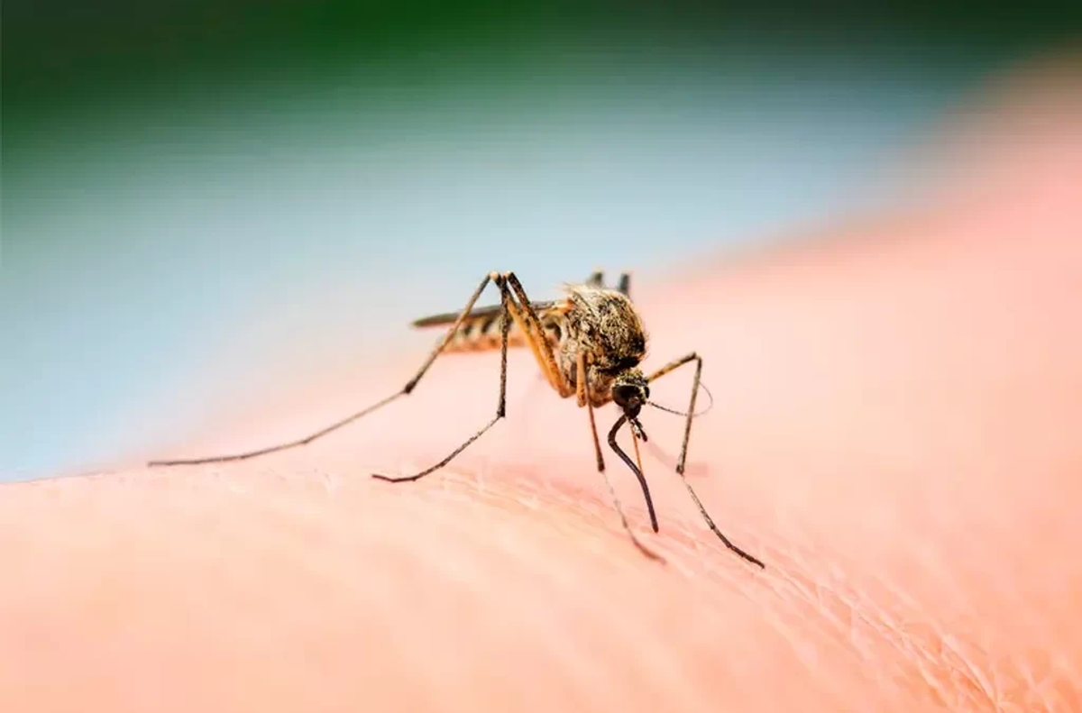 El mosquito que invade la región actualmente es el Aedes albifasciatus.