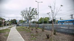 almirante brown: plantaron mas de mil arboles nativos en espacios publicos durante el ultimo ano