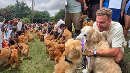 argentina tiene el record mundial de la mayor juntada de golden retriever gracias a un vecino de monte grande