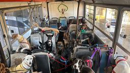 El cuidador de perros de Lanús que utiliza un colectivo escolar para transportar los animales