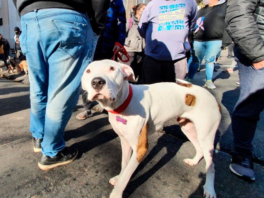 Tras el choque del empresario con el paseador de perros, varios vecinos organizaron una protesta en el lugar.