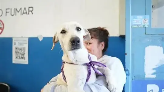 Jornada de castración en Llavallol: cuándo y dónde retirar turnos