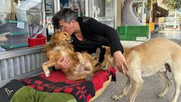 san vicente: la historia de la comerciante que atiende a perros callejeros sobre la avenida 25 de mayo