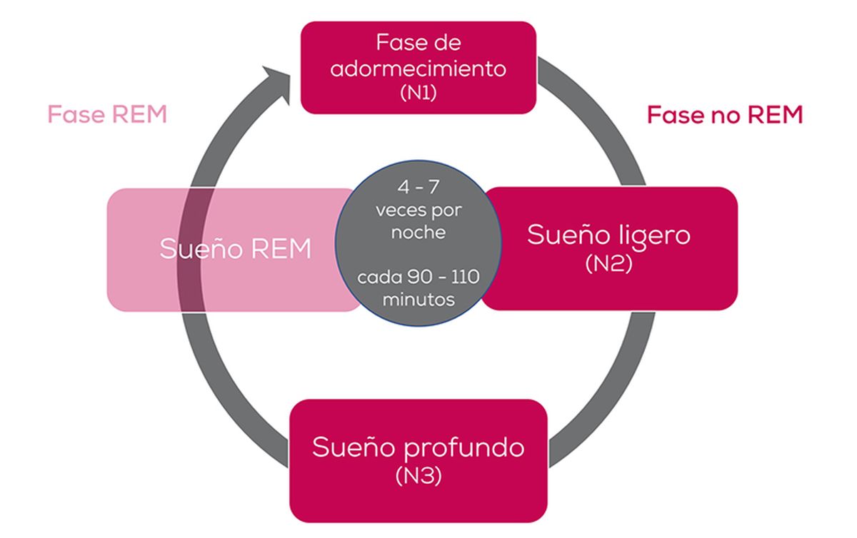 La interrupción del sueño REM, clave para la regulación emocional y la memoria, es una de las consecuencias más frecuentes del mal descanso.
