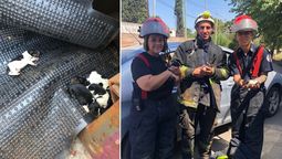 bomberos de esteban echeverria rescataron 8 cachorros que estaban atrapados