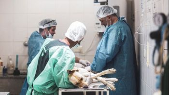 Almirante Brown: realizarán castraciones gratuitas en San José