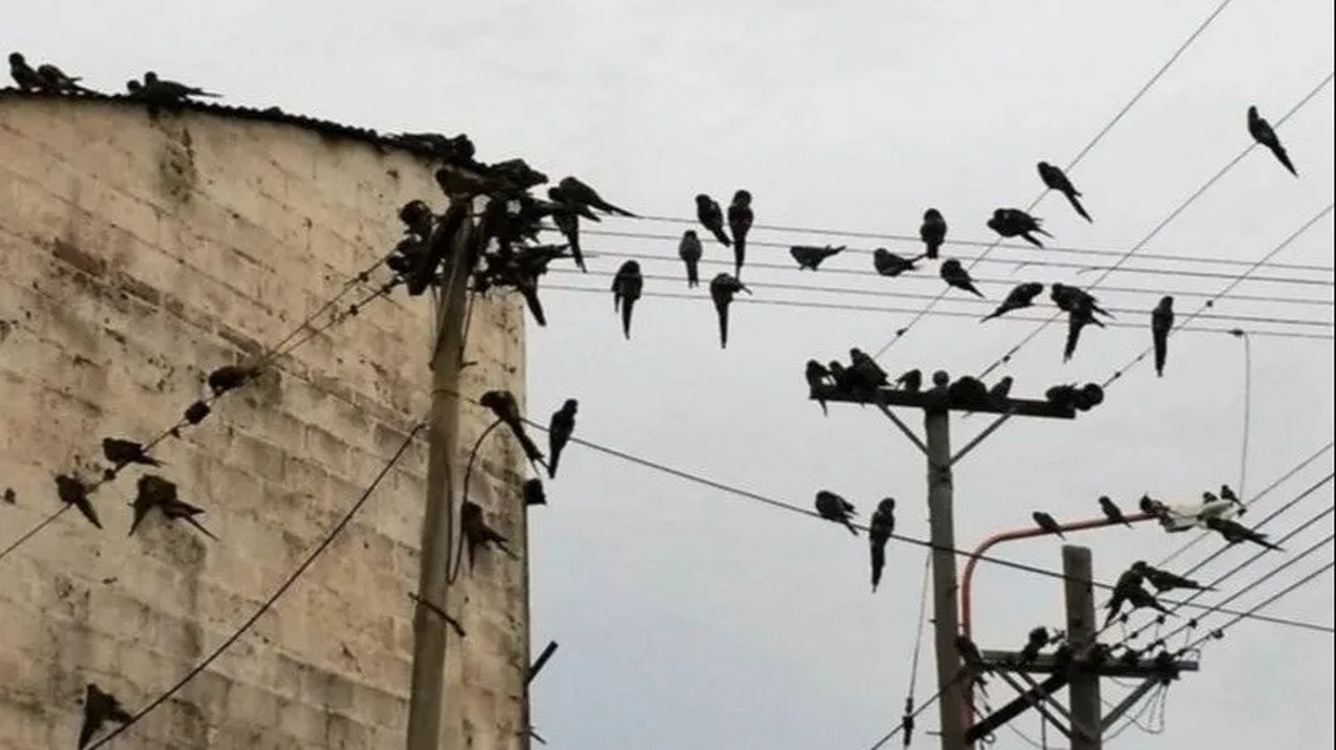 Los vecinos realizaron una marcha en contra de estas aves.