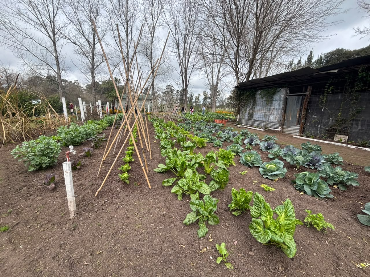 Hay un sector para la huerta, donde cada vecino puede colaborar con plantaciones. Hay un sector para la huerta, donde cada vecino puede colaborar con plantaciones.