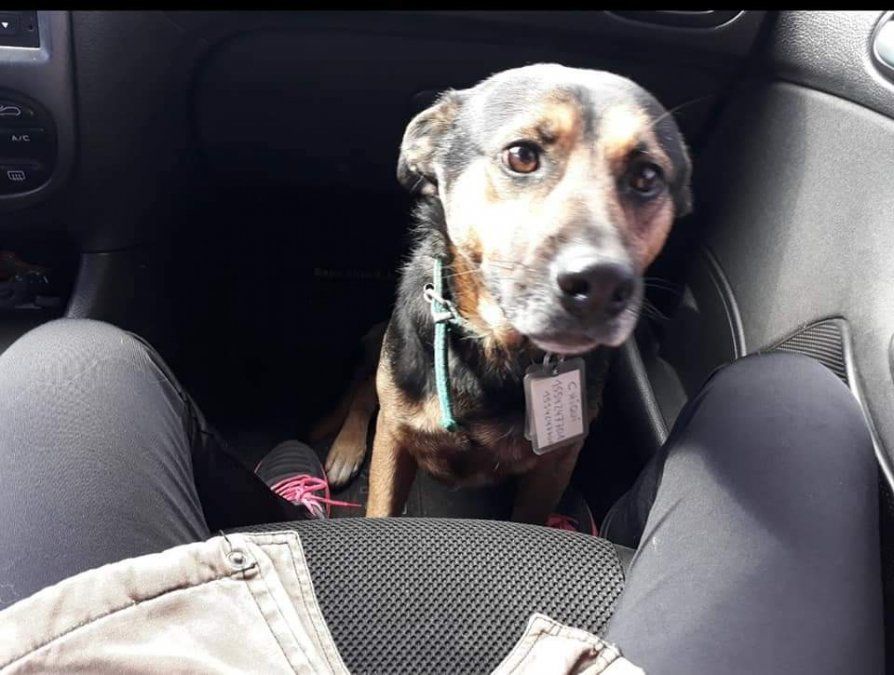 Así es el perro buscado por los vecinos de Llavallol.