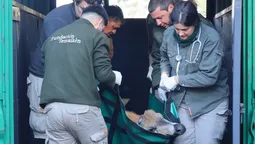 rescataron en plena panamericana a un ciervo que esta en peligro de extincion