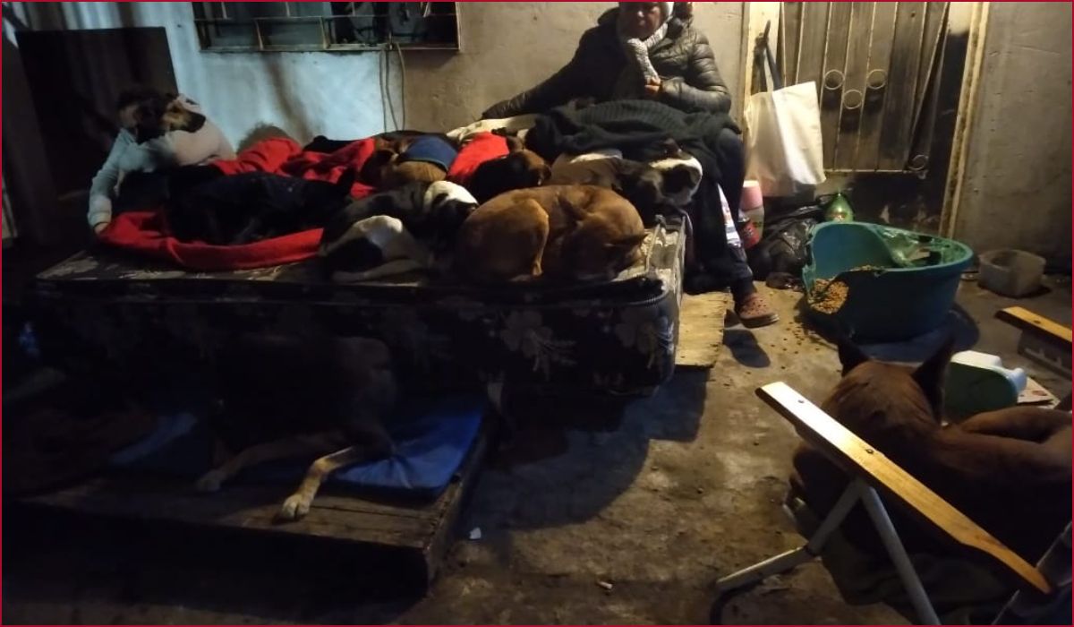 Trágico incendio en un refugio en Lomas: murieron 5 perros.
