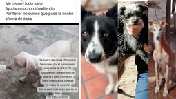 san vicente: hubo mas pirotecnia en navidad y hay decenas de perros perdidos