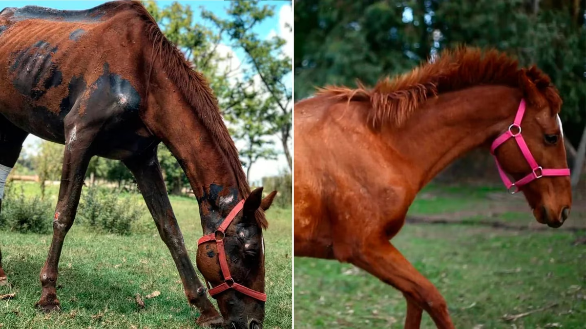 Algunos de los caballos hallados en Ezeiza.