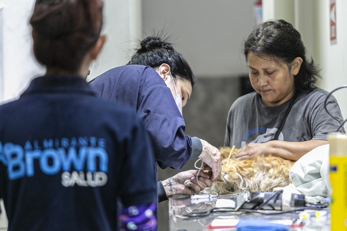 La Municipalidad de Almirante Brown informó que deberán llevar mantas para cada animal. 
