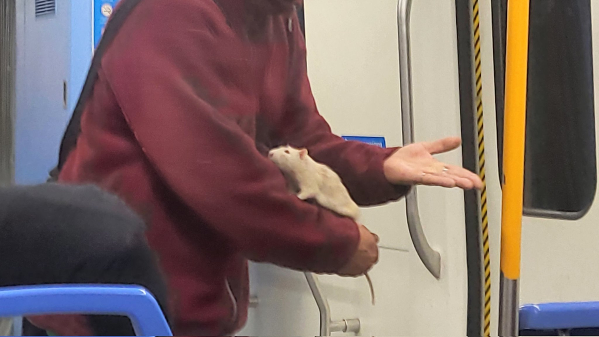 Foto publicada por @Daishiganshina en Twitter.