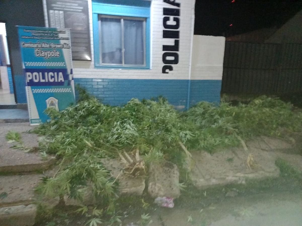 La plantación de marihuana fue trasladada a la Comisaría de Claypole.